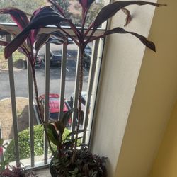 Palm Plant