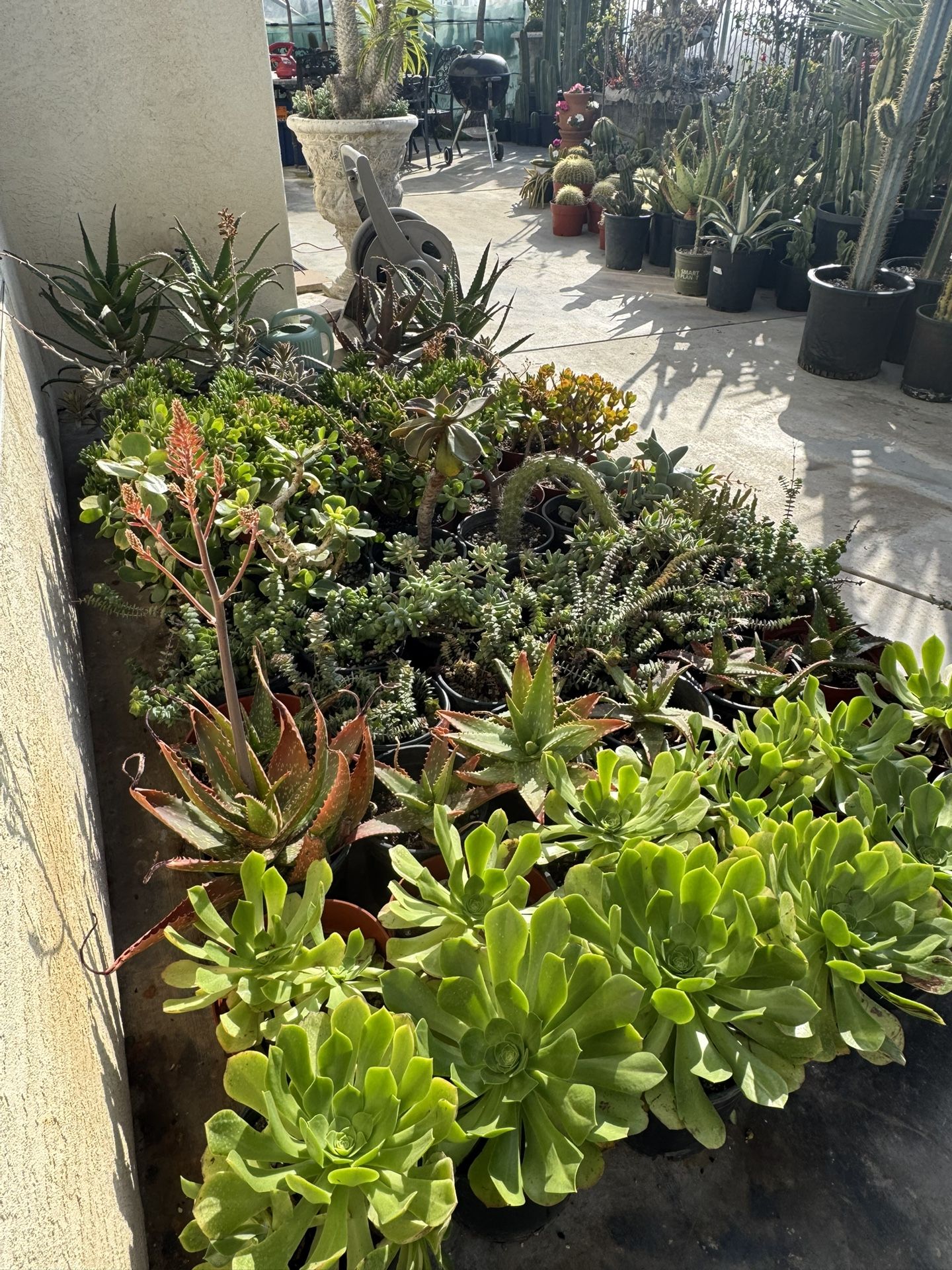 Large Succulent Plants