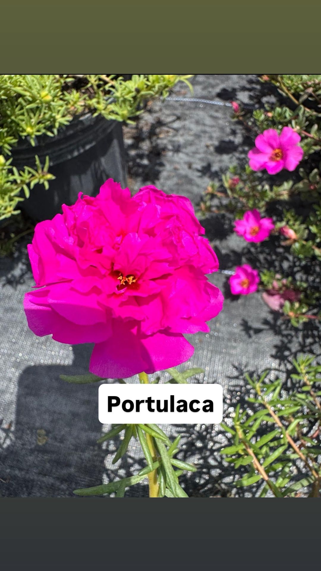 🌸 Plant: Portulaca