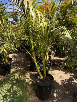 Tall Palm Tree in Black Nursery Pot