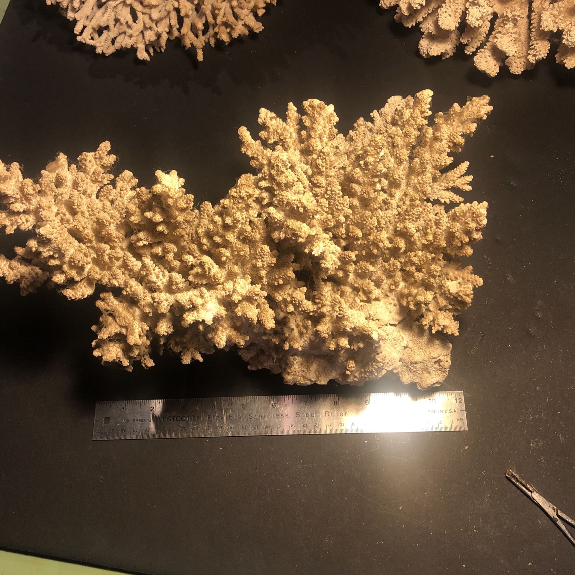 Large Natural Coral
