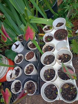 Caladium Plants (pls Read Description Below)