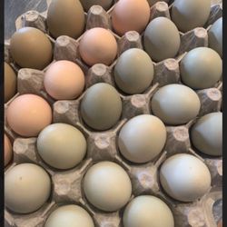 Fresh Eggs 