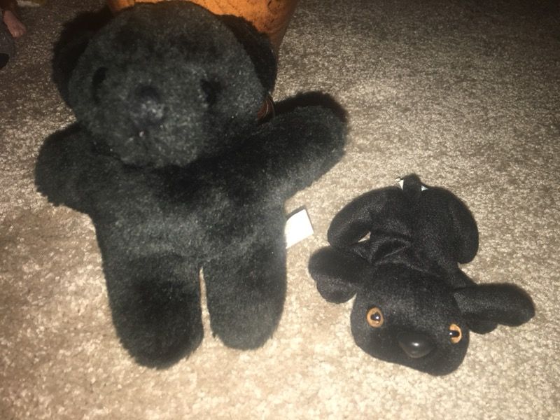Black Bear and Sweet Kitten Furry Friends