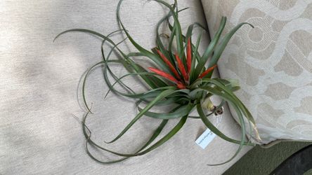 Tillandsia or air plant