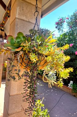 Hanging Suculent Plants Mix