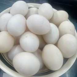 huevos de pato