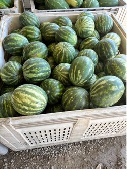 Watermelons
