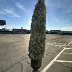 Roman Style Cypress Tree Planters