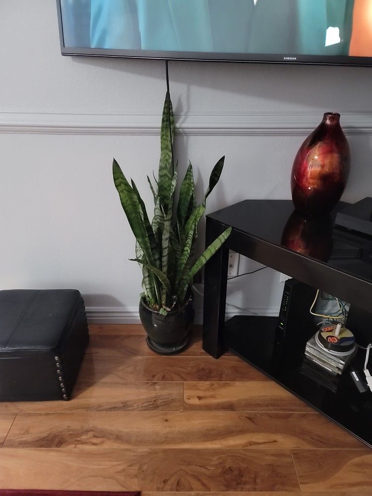 The Snake Plant (Dracaena trifasciata, formerly Sansevieria trifasciata) is one of the easiest to grow and care for houseplants.
These evergreen plan