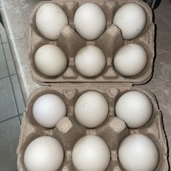 Duck Eggs 