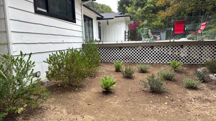 FREE landscaping plants + palms (dig out yourself)