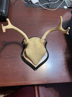 Plaque Mounted Antlers 