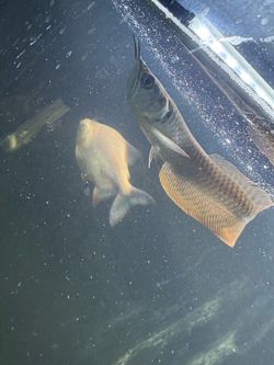 Fish tank for sale