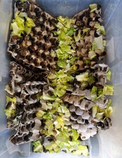 Selling My Whole Colony- Organic Fed For Your Reptile Feeders