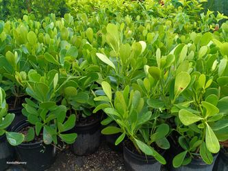 Clusia privacy hedge plants 3gl $4.50