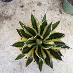 agave quadricolor 