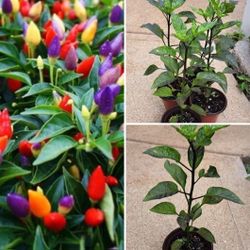 Rainbow Hot Pepper Plants $3 Each Or 2 Plants In Pot For $5