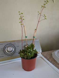 Potted Plant