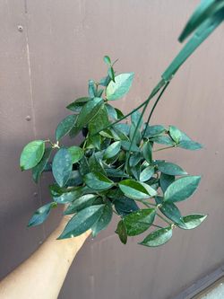 6” hoya fungii x royal hawaiian