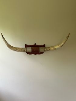 Authentic 5ft Texas Longhorn Steer Horns Wall Mount - Rustic Western Decor
