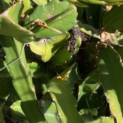 Dragon Fruit Bloomed & Carrying Very Healthy Fruits