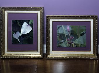 Two gorgeous framed photographs