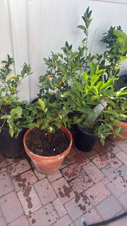 Blood Orange, Lime, Sweet Lime, Mayer, and Vanencia Orange