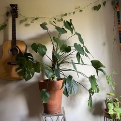 Monstera + Plant Stand – Happy, Healthy & Growing