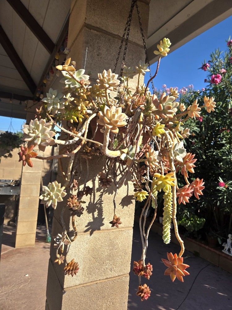 Hanging Suculent Plants Mix