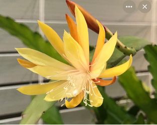 6” disocactus macranthus plant ( first pic is example of the flower)