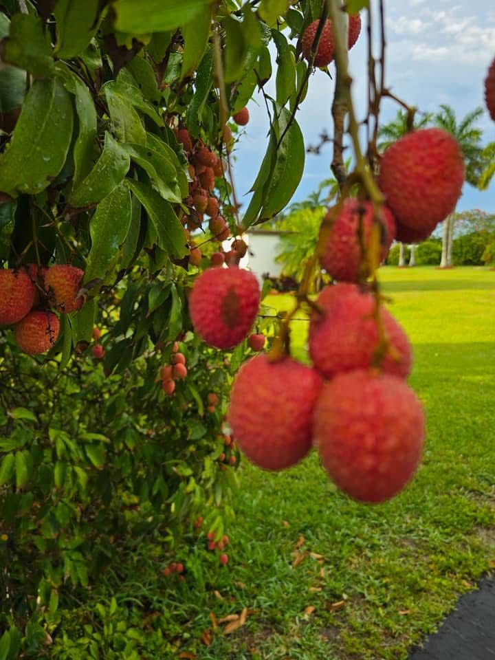 Lychees / Lichis