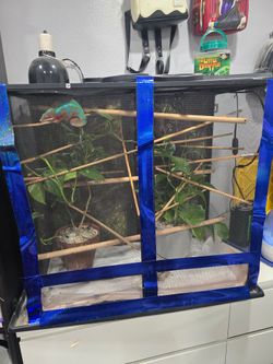 Chameleon & Whole Cage Set Up
