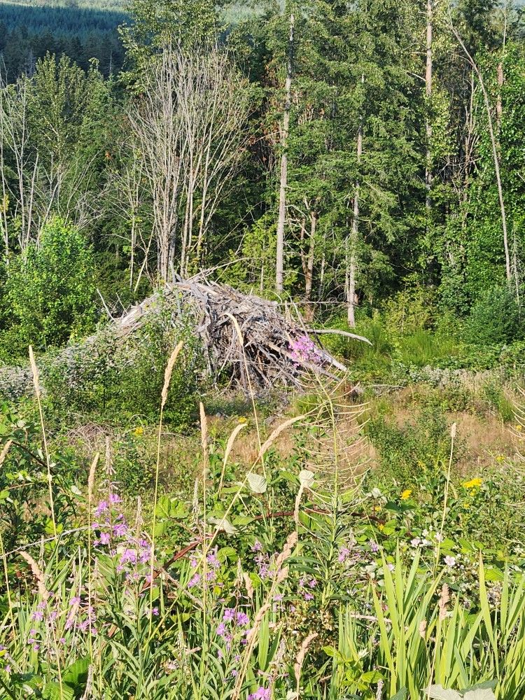 Firewood