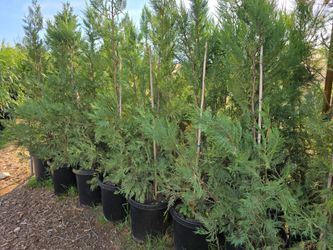 Cold Tolerant Shade Trees