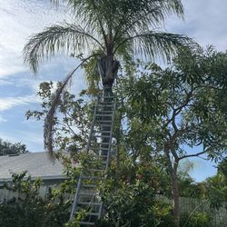 Tree Work