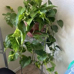 Plays For Sale 30