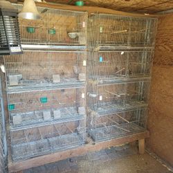 Bird Cages