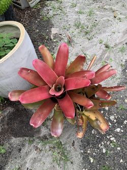 BROMELIADS