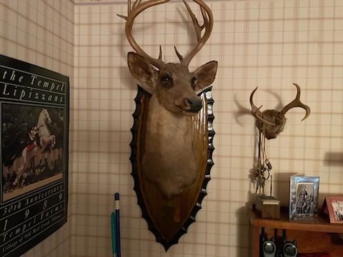 Taxidermy Bundle Deal *Make Any Reasonable Cash Offer*