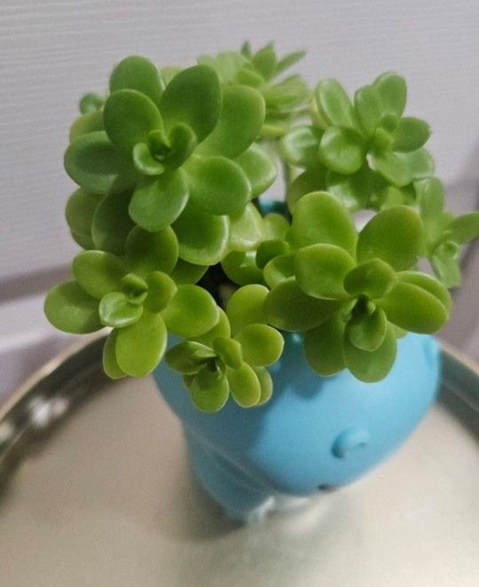 Plant in Hippopotamus pot 