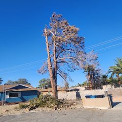 Trees 🌳 Stump Grinding 🌲 
