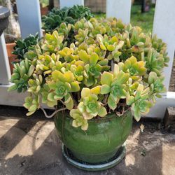Green Pinwheel succulent in ceramic pot 