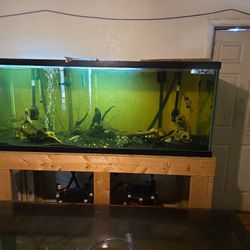 220 Gallon Aquarium 