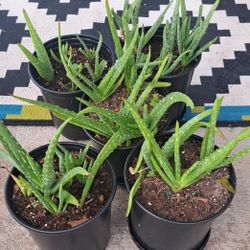 Aloe Vera Plants
