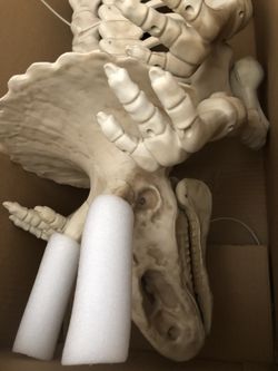 Dinosaur Triceratops 