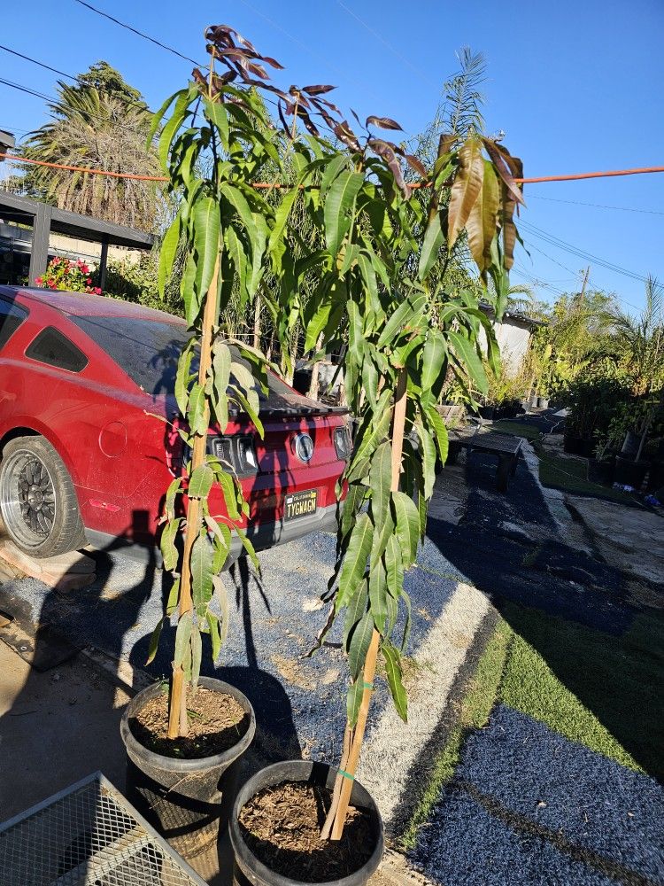 Arboles De Mangos Criollo, 🥭 indio O Corriente 15 Gal $150 Each