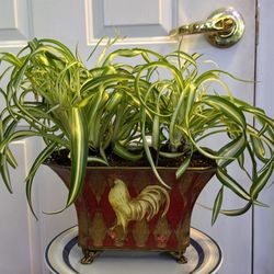 Curly Spider Plant In Metal Planter