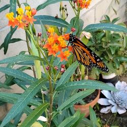 #7 Milkweed Butterflies garden Milkweed Attracts monarchs.  All  plants are propagated To prevent Toxicity  1 gal pot 