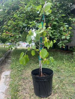 Fruiting Mulberry Tree